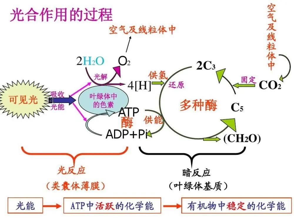 光合作用固碳机制原理图