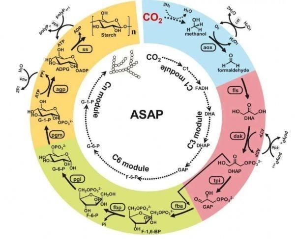 生物蛋白合成原理示意图