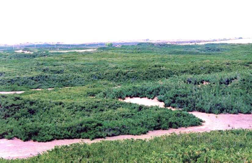 毛乌素沙地柏
