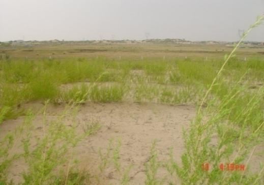 生物网格固沙
