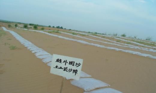 针叶树种多行式