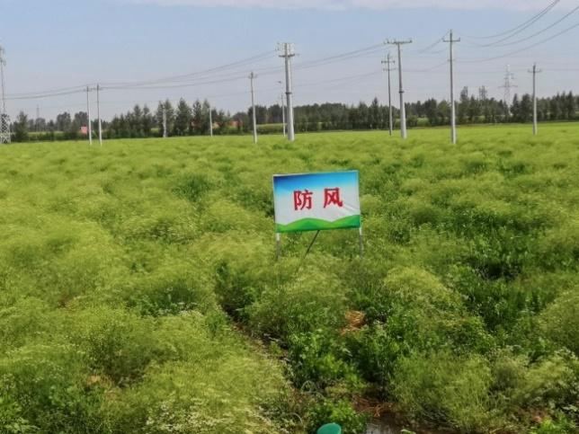 采收现场